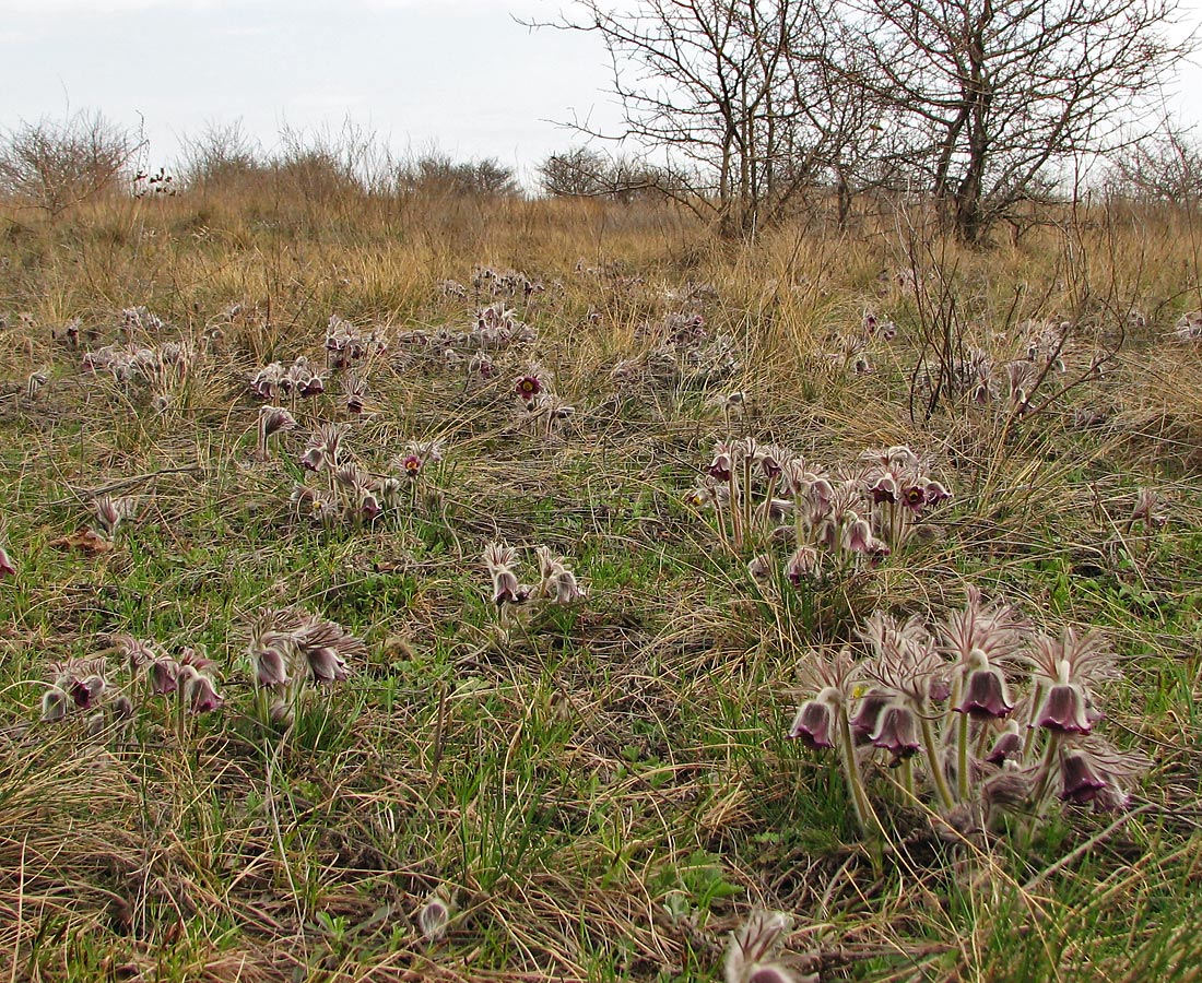 Изображение особи Pulsatilla ucrainica.