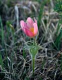 Pulsatilla orientali-sibirica