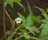 Geranium sibiricum. Цветок. Пермь, Свердловский р-н, на необработанном газоне вдоль тротуара. 28 июля 2017 г.