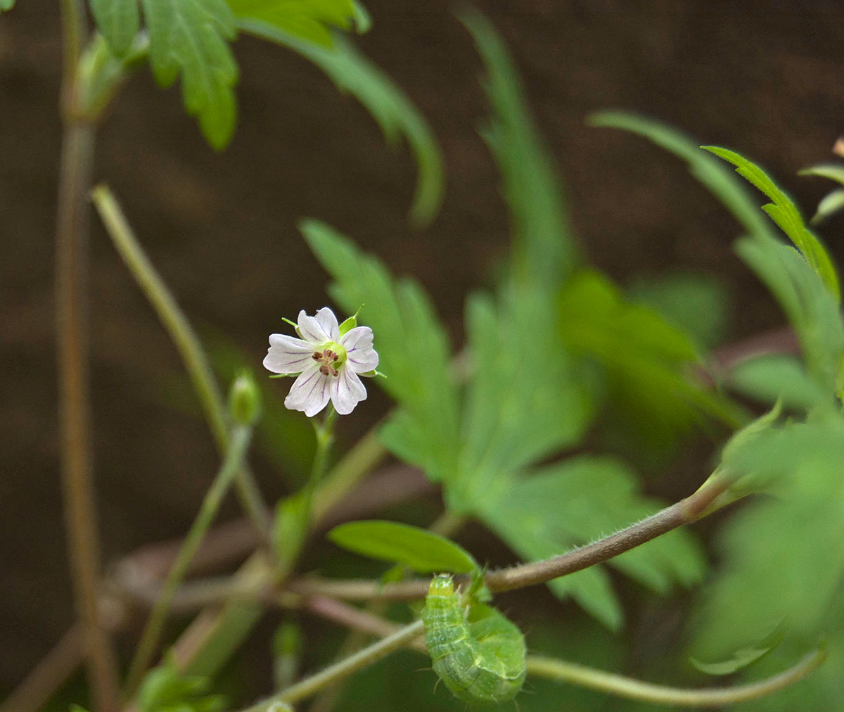 Image of Geranium sibiricum specimen.