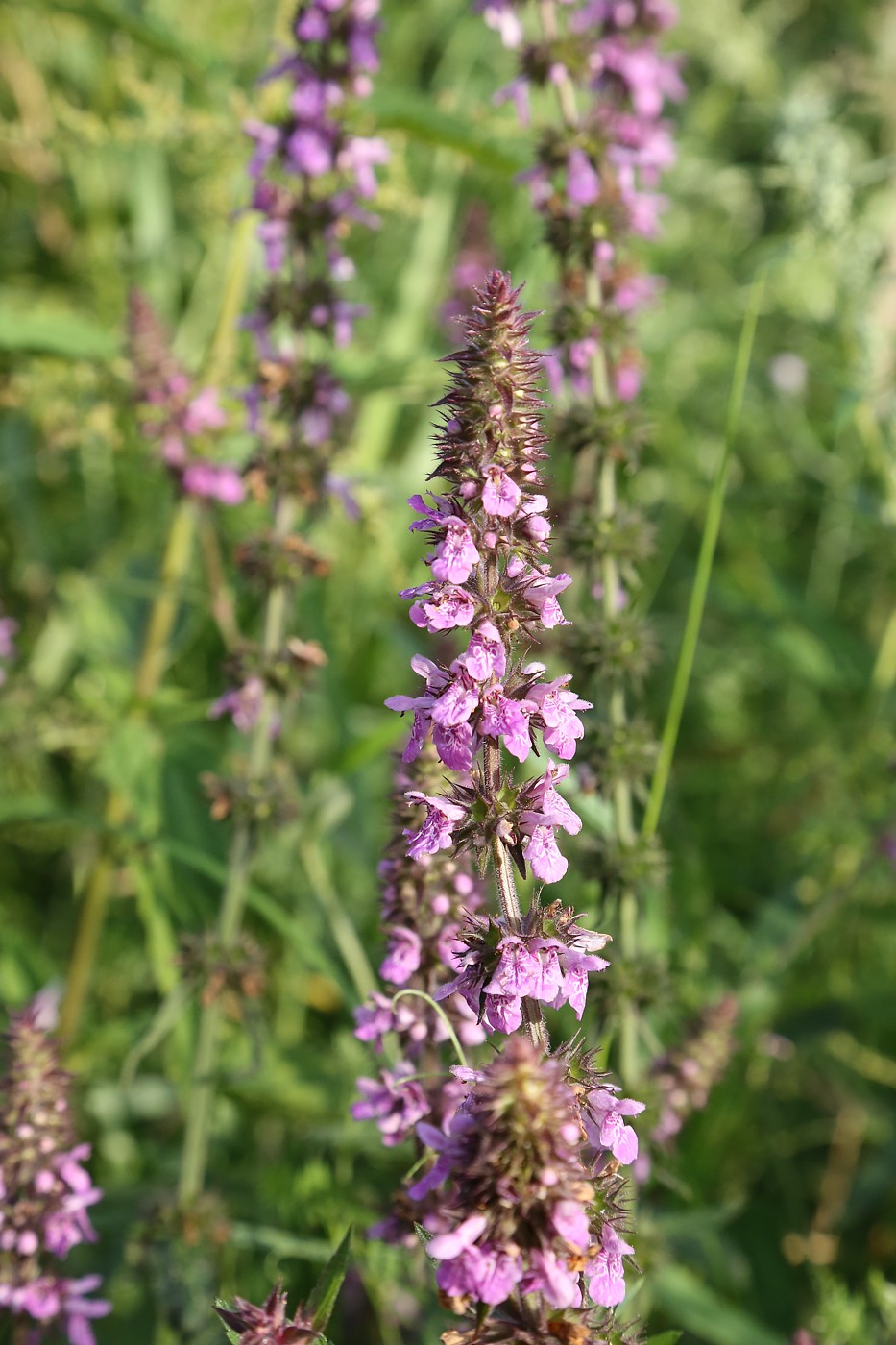 Изображение особи Stachys palustris.