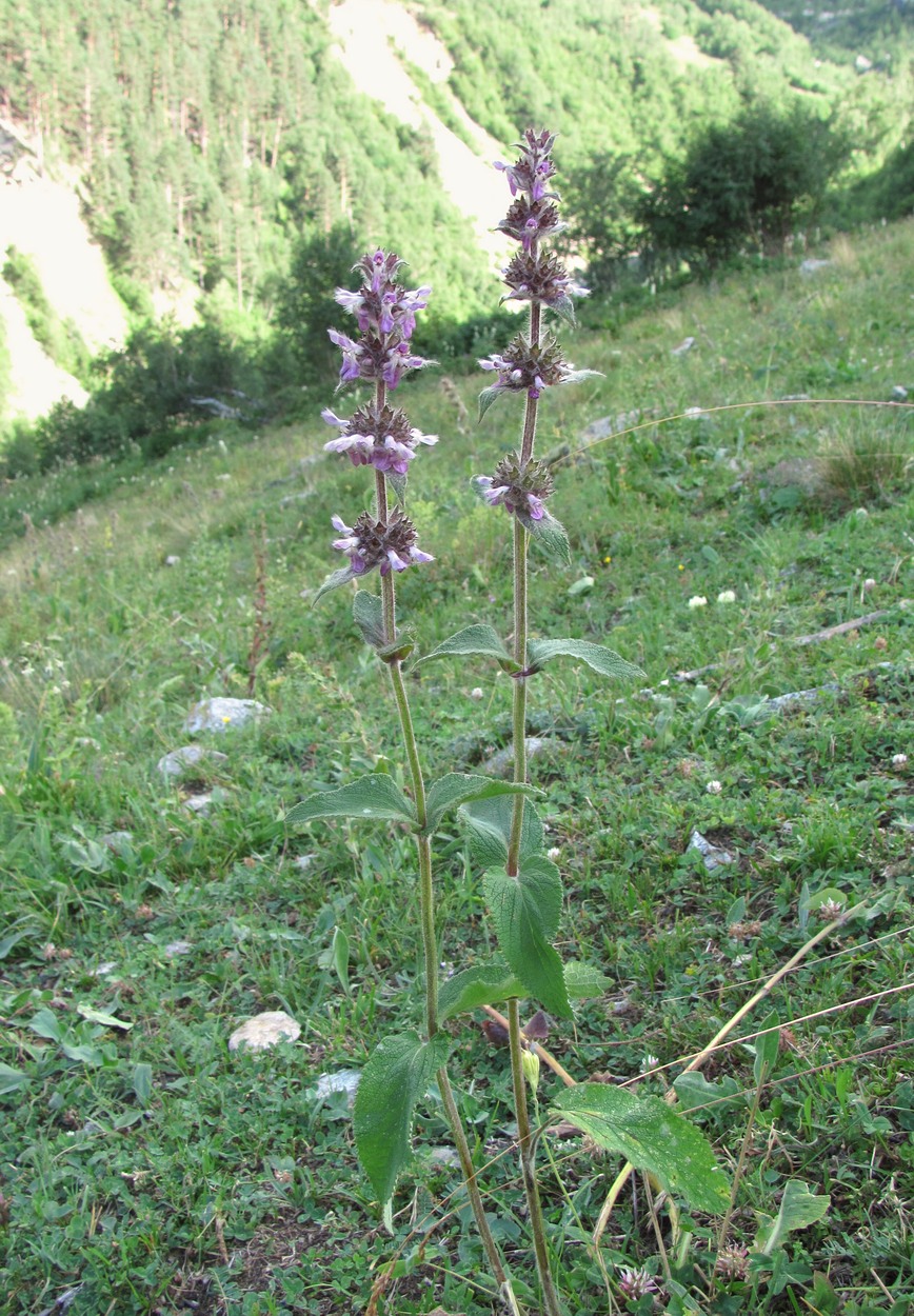 Изображение особи Stachys balansae.