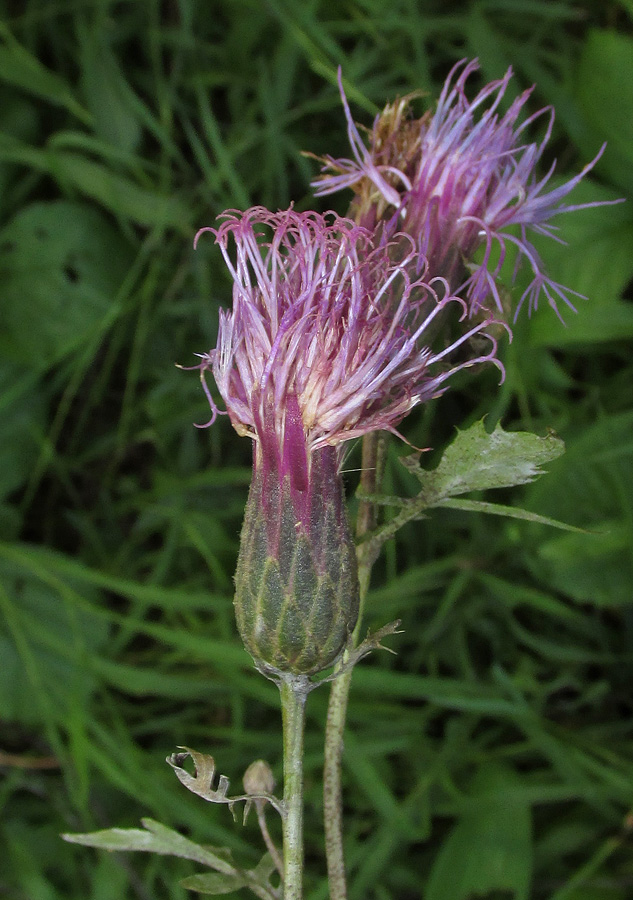 Image of Serratula coronata specimen.