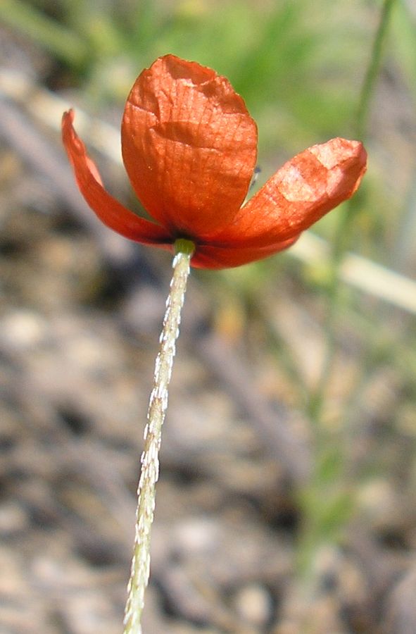 Изображение особи род Papaver.