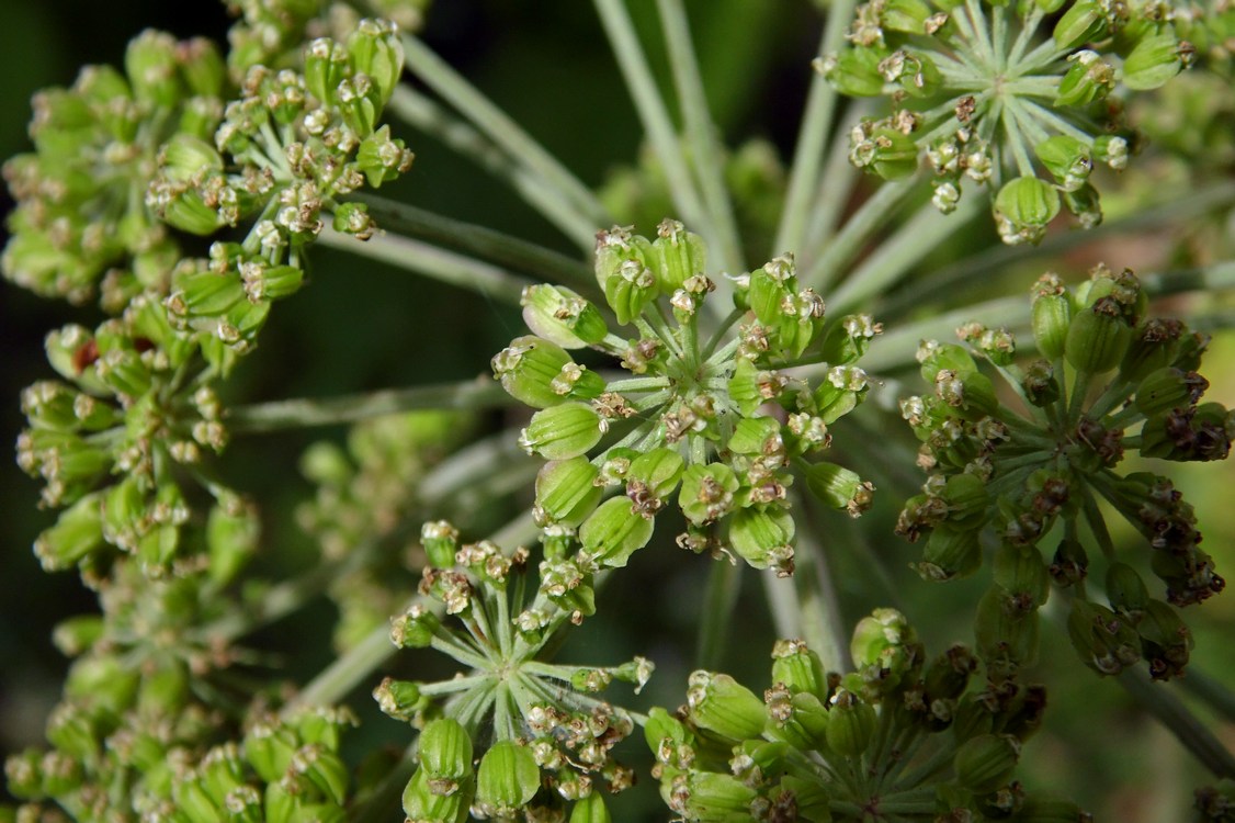 Image of Angelica sylvestris specimen.