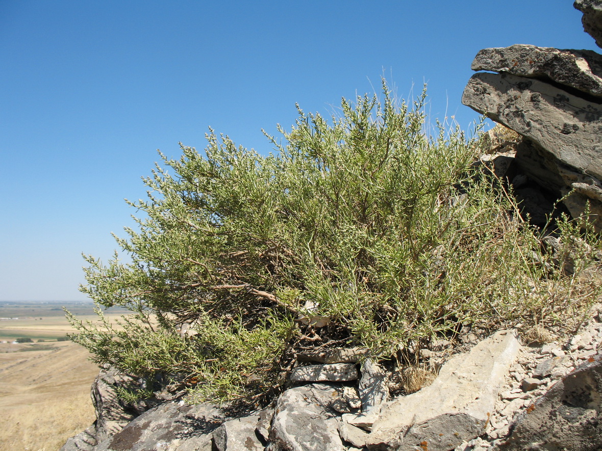 Image of Salsola drobovii specimen.