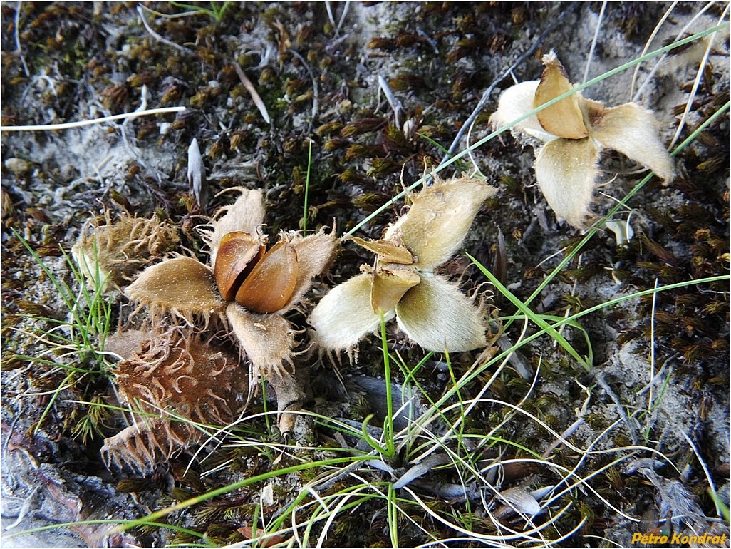 Image of Fagus sylvatica specimen.
