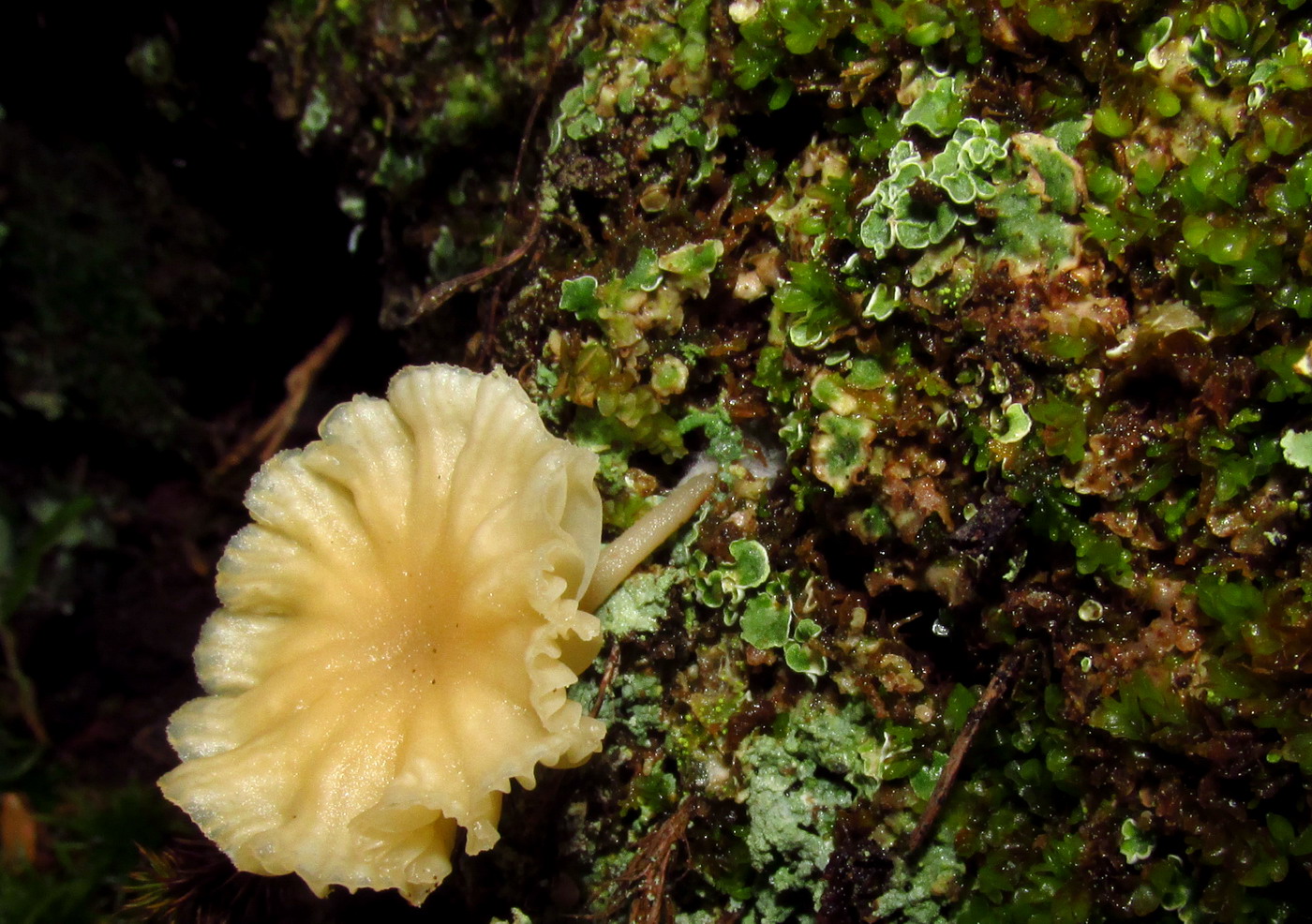 Image of Lichenomphalia hudsoniana specimen.