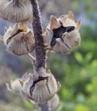 Alcea rosea