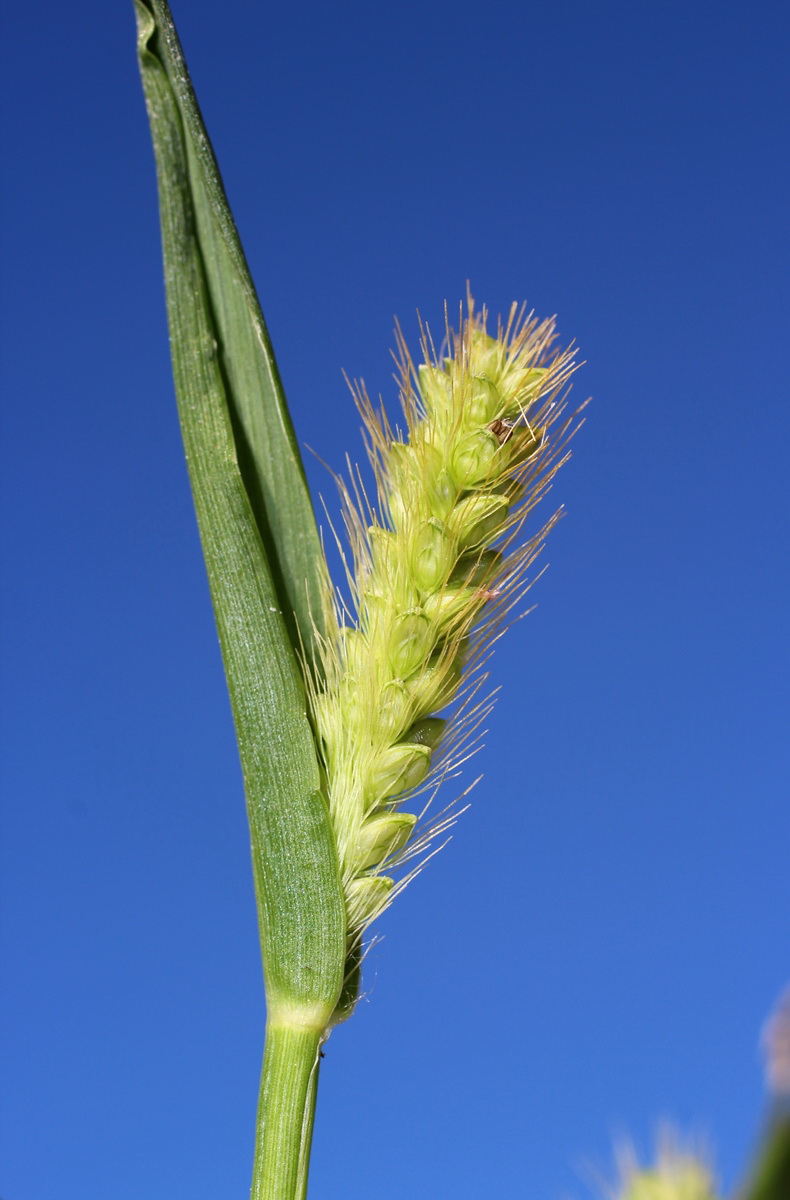 Image of Setaria pumila specimen.