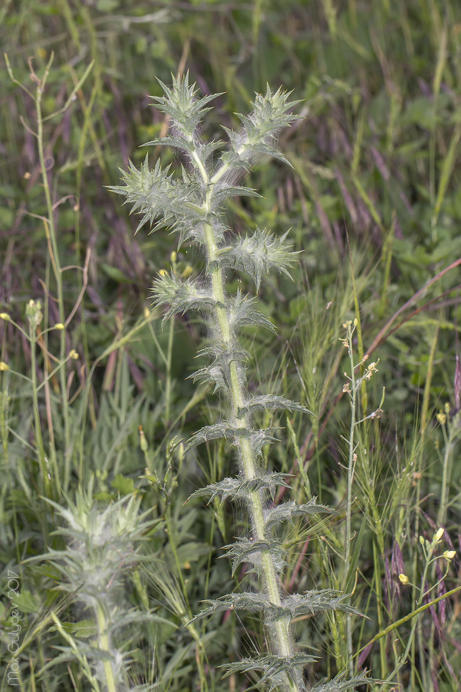 Изображение особи Carthamus lanatus.