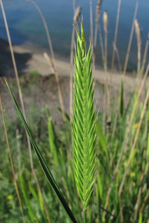 Изображение особи Agropyron cimmericum.