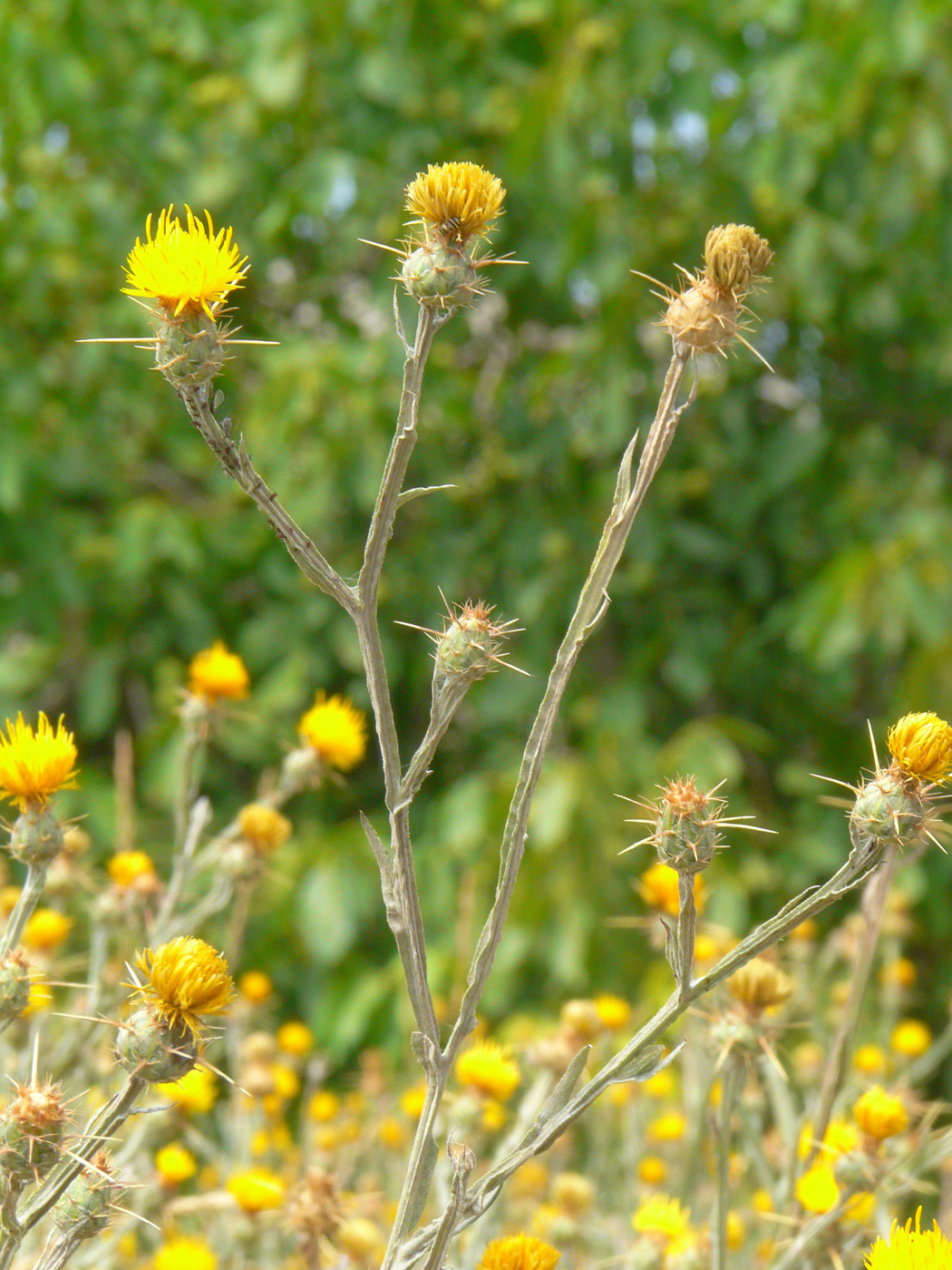 Image of Centaurea solstitialis specimen.