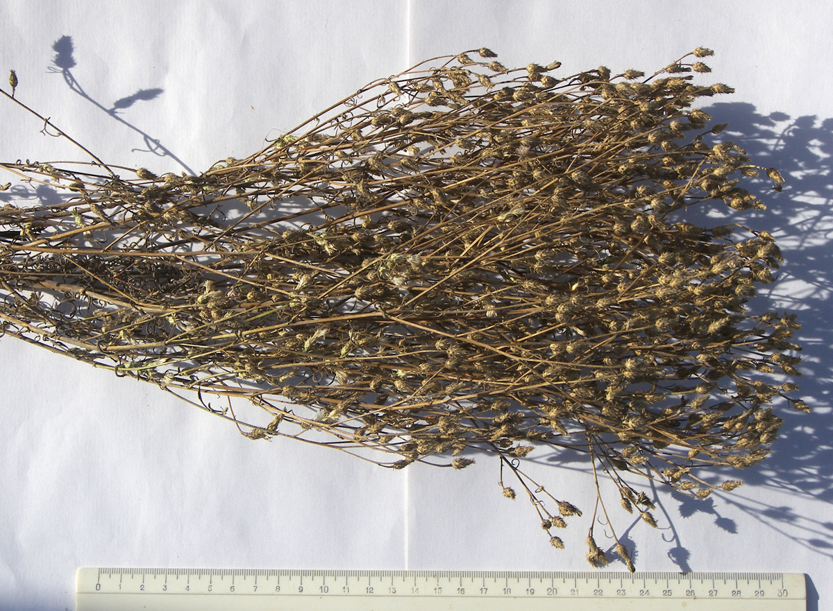 Image of Centaurea diffusa specimen.