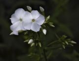 Phlox paniculata. Верхушка соцветия с бутонами и цветками. Пермский край, г. Пермь, Кировский р-н, цветник, в культуре. 29.07.2017.