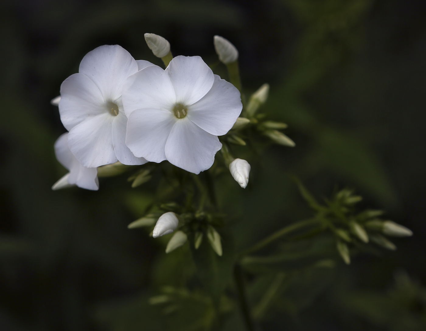 Изображение особи Phlox paniculata.