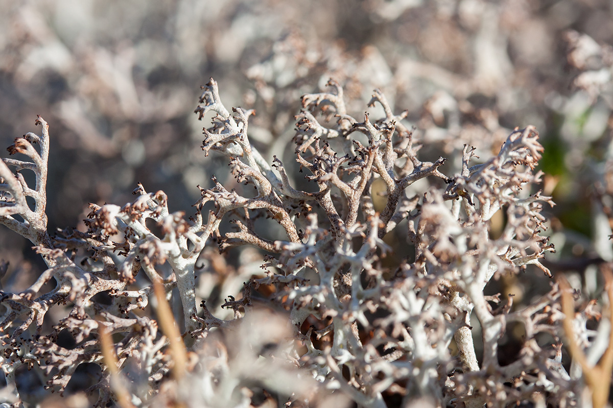 Изображение особи Cladonia stygia.