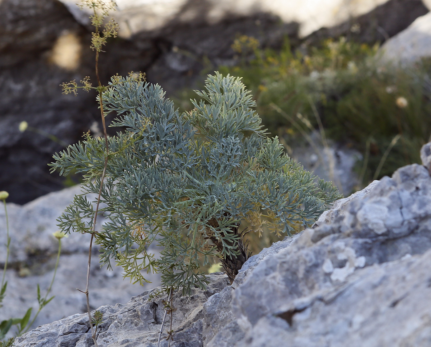 Image of Seseli gummiferum specimen.