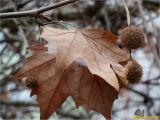 Platanus × acerifolia. Сухие листья и соплодия. Украина, г. Николаев, Заводской р-н, парк \"Лески\", лиственные насаждения. 30.12.2017.