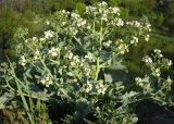 Crambe maritima