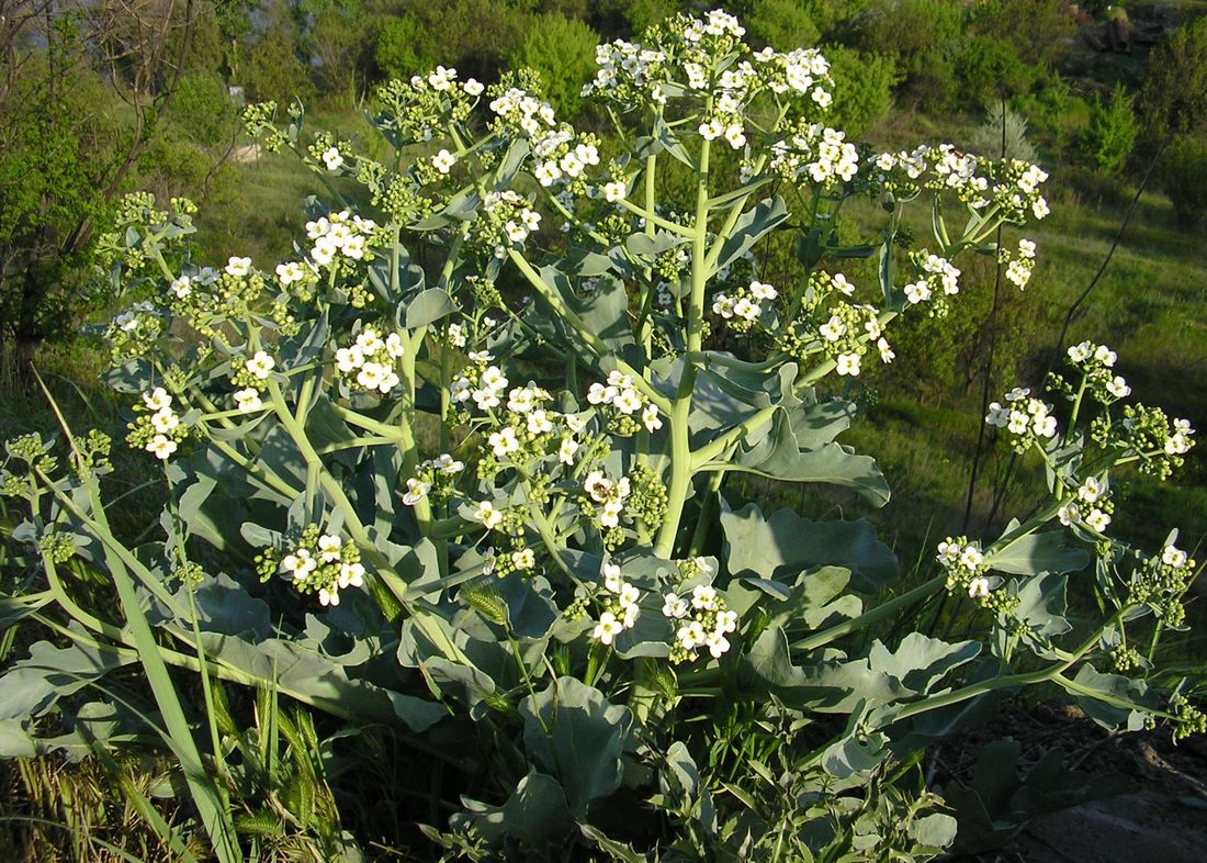 Изображение особи Crambe maritima.