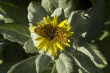 Senecio pseudoarnica. Соцветие с кормящейся Boloria selene (?). Сахалинская обл., Охинский р-н, п-ов Шмидта, берег Сахалинского залива. 18.07.2017.