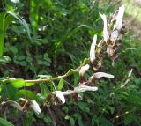 Corydalis nudicaulis. Соцветие. Таджикистан, Гиссарский хребет, бас. р. Варзоб, ущелье р. Кондара, выс. ок. 2000 м н.у.м., полоса контакта чернолесья и термофильных арчевников. 25.04.2017.