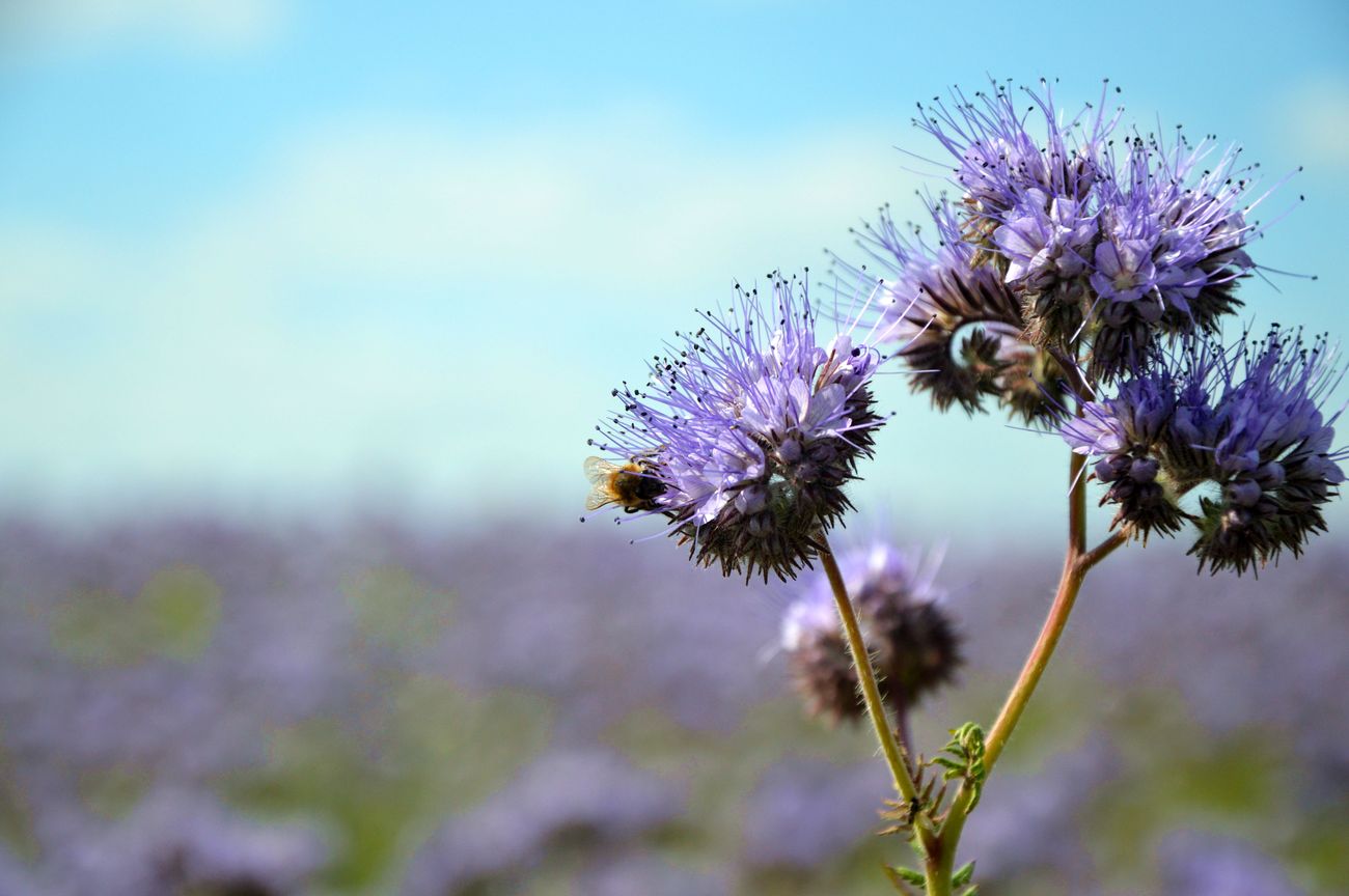 Изображение особи Phacelia tanacetifolia.