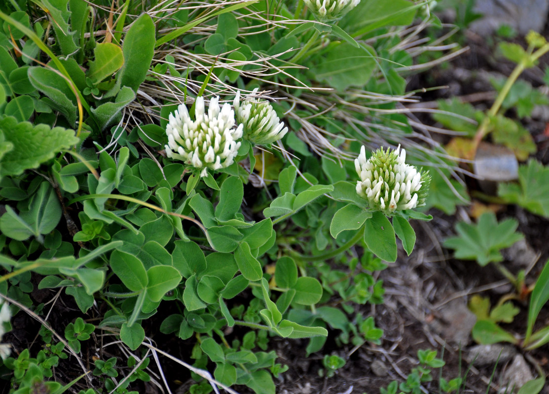 Image of Trifolium canescens specimen.