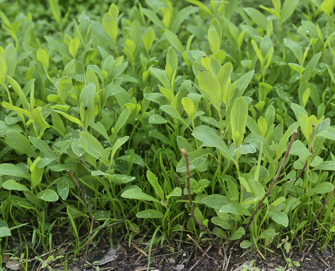 Изображение особи Polygonum aviculare.