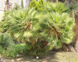 Chamaerops humilis. Растение в культуре. Италия, обл. Тоскана, г. Флоренция, ботанический сад. 5 июня 2017 г.