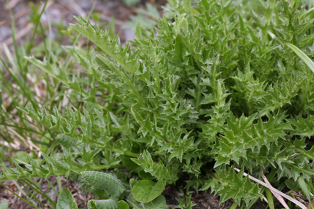 Изображение особи Carlina acaulis.