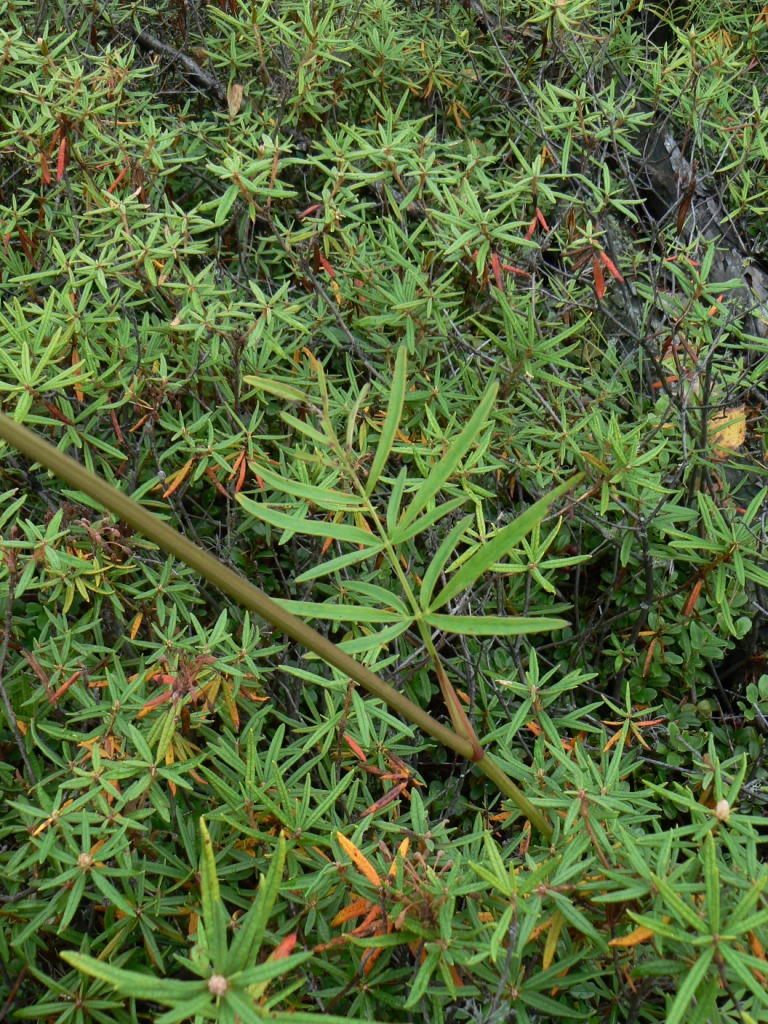 Image of Ostericum tenuifolium specimen.