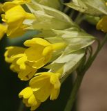 Primula macrocalyx. Часть соцветия. Северная Осетия, нижняя часть Куртатинского ущелья. 06.05.2010.