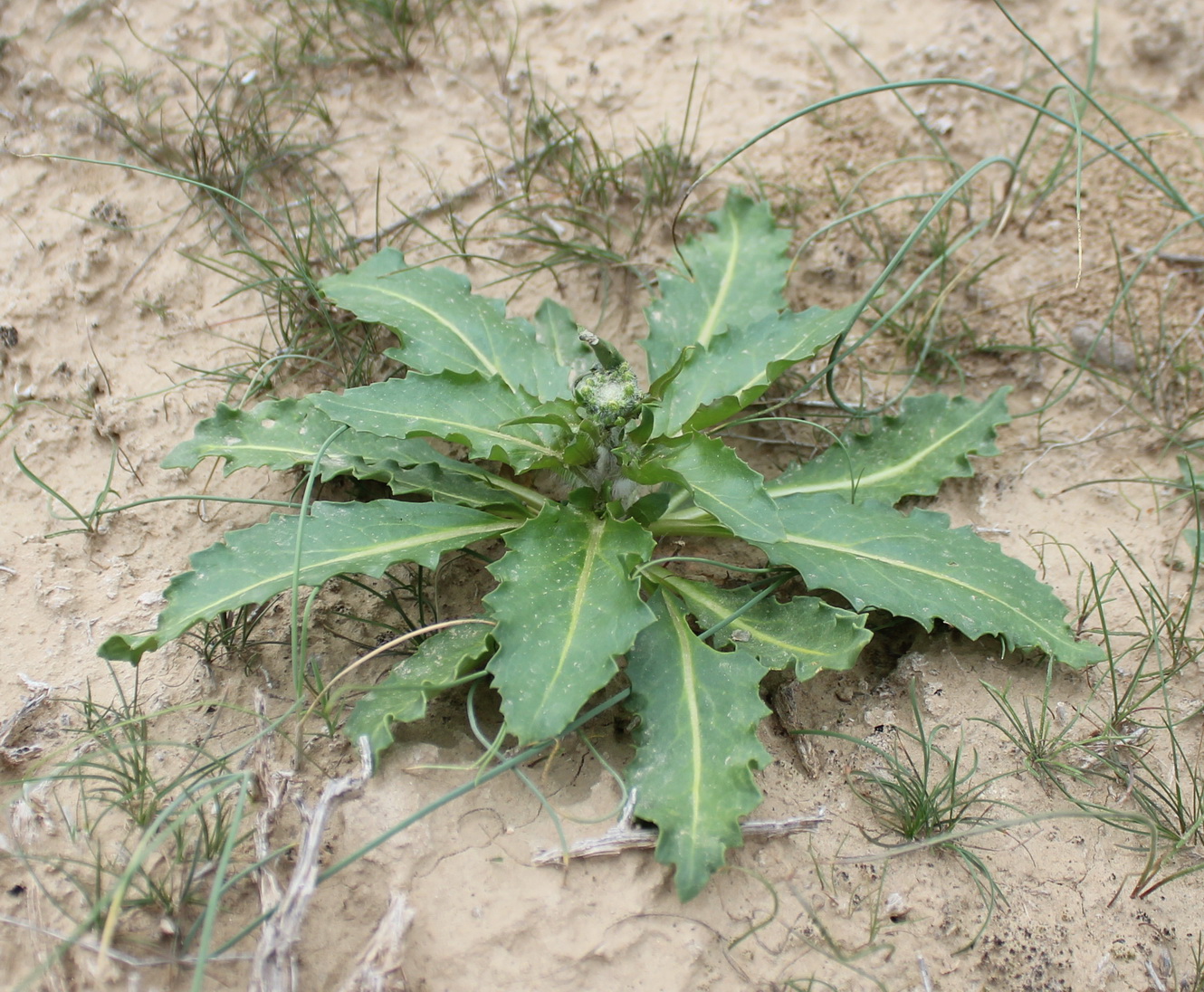 Изображение особи Cymatocarpus pilosissimus.