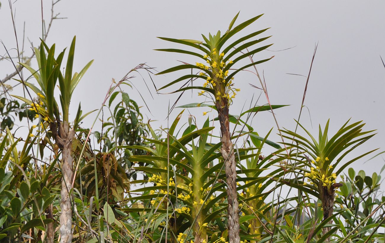 Изображение особи Ornithidium aureum.