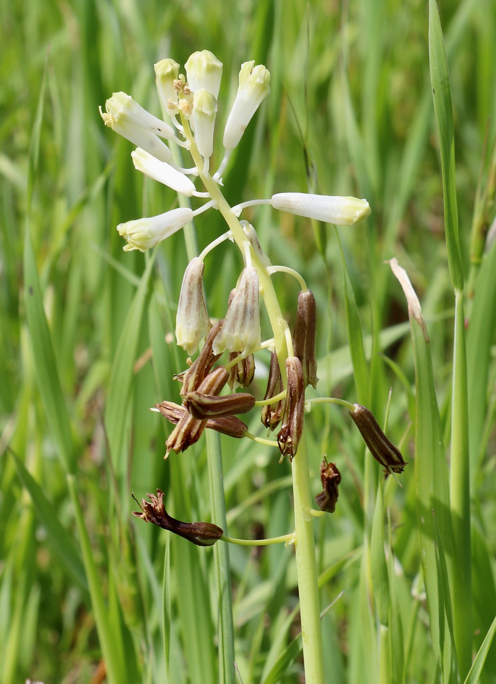 Image of Leopoldia bicolor specimen.