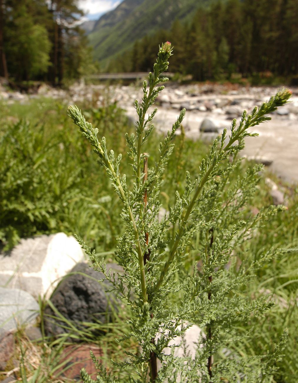 Изображение особи Myricaria bracteata.