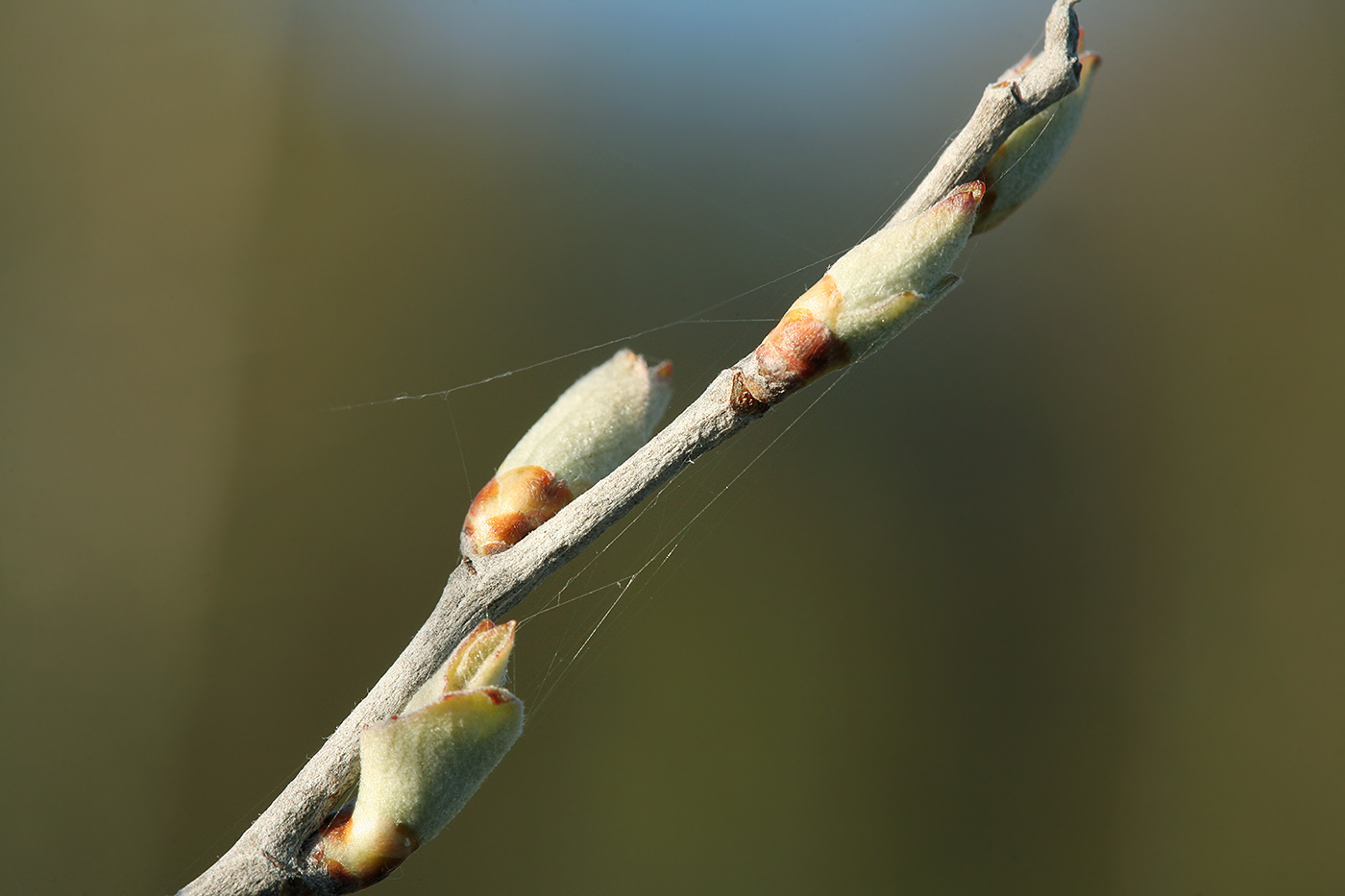 Image of Populus alba specimen.