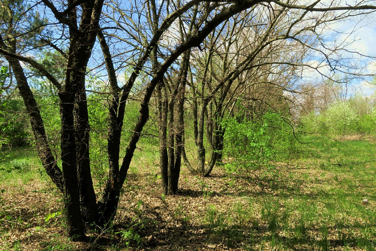 Изображение особи Celtis occidentalis.