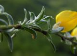 Genista angustifolia. Часть побега (видны нижние стороны листьев). Республика Адыгея, Майкопский р-н, ок. 6 км юго-восточнее хутора Победа, хребет Скалистый (Уна-Коз), скала Галкина, на скальном обнажении. 05.05.2018.