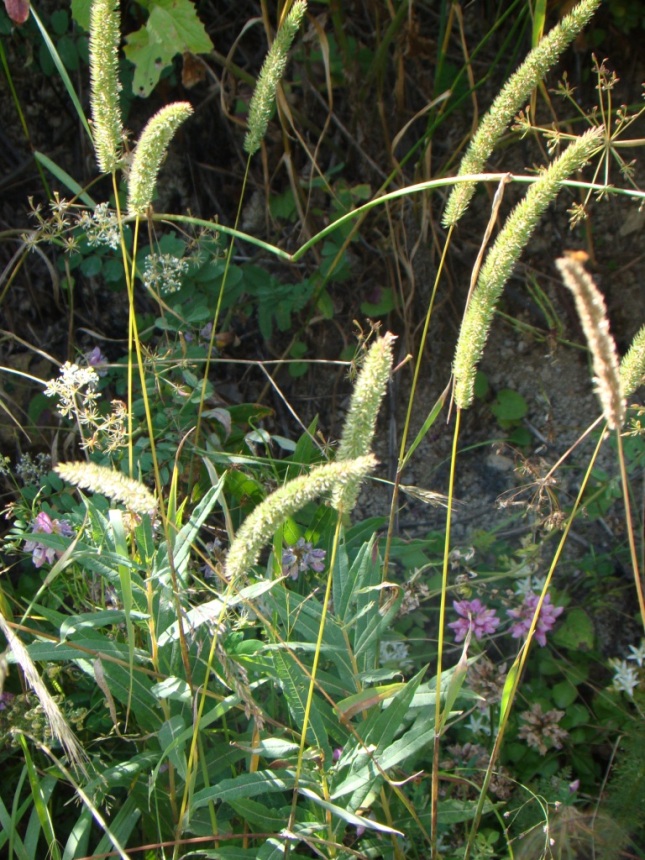 Image of genus Phleum specimen.