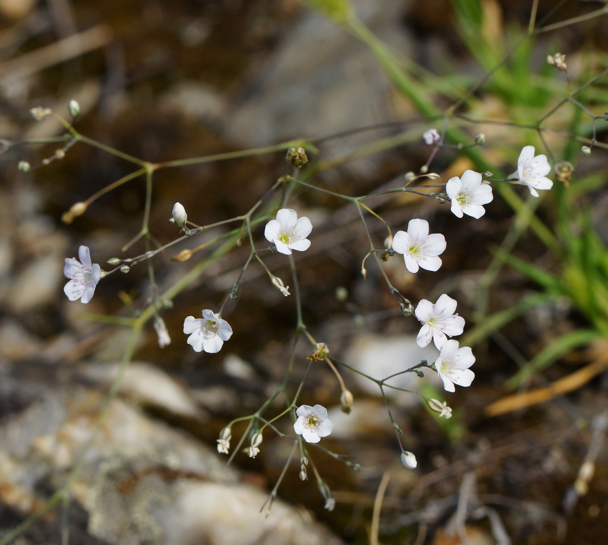 Image of Gypsophila patrinii specimen.