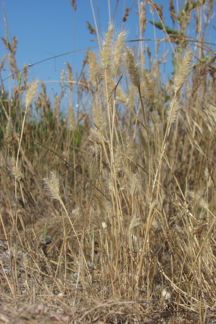 Image of Polypogon maritimus specimen.