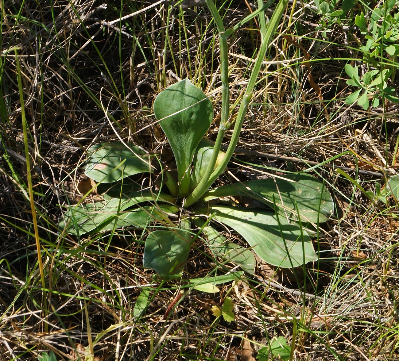Image of Goniolimon dschungaricum specimen.