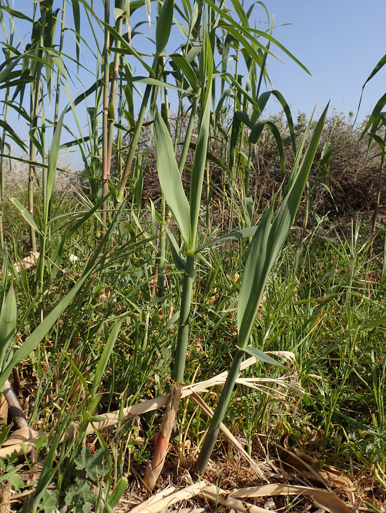 Image of Arundo donax specimen.