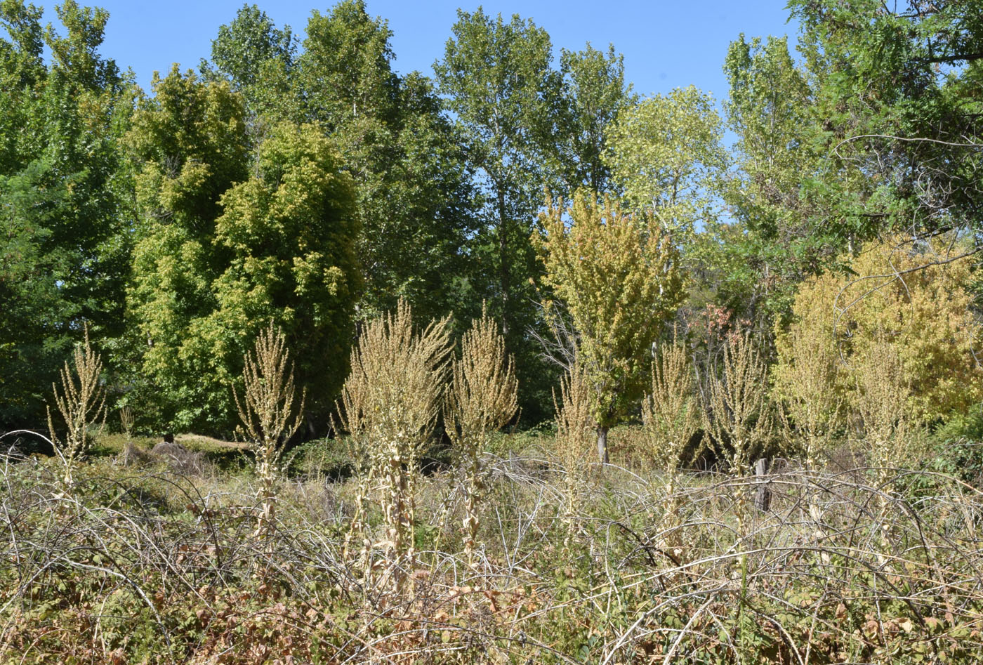 Image of Verbascum songaricum specimen.