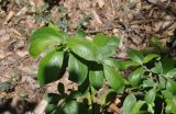 род Salix