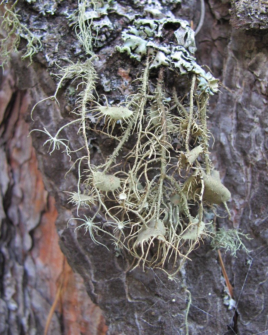 Image of Usnea florida specimen.