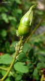 Rosa cinnamomea. Завязывающийся плод. Чувашия, окр. г. Шумерля. 24 мая 2008 г.